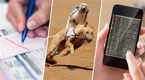 greyhound betting systems|Greyhound Betting Strategy Guide: Detailed Explanation .